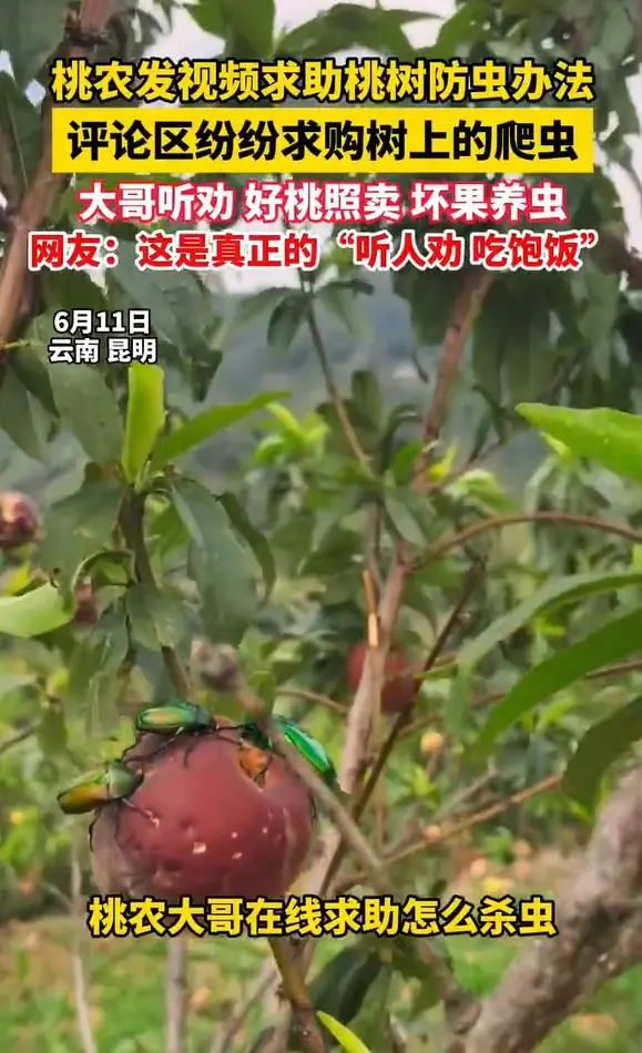 商家晒桃子生虫意外引来爬虫爱好者！解锁全新副业！