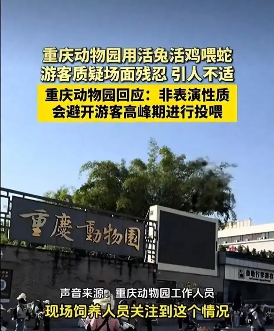 重庆动物园活体喂蛇惹争议 园方：今后避开高峰期