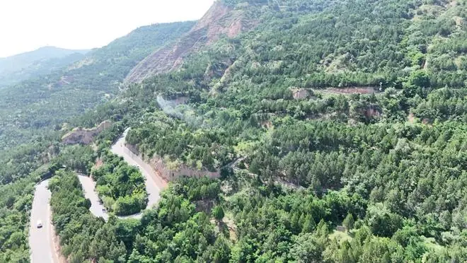 甘肃甘谷:无人机飞防治景区林木病害
